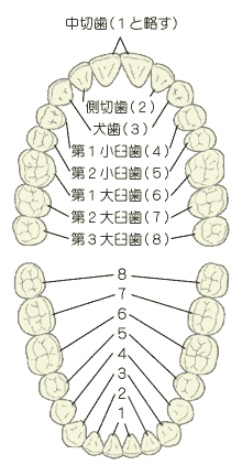 乳歯列と永久歯列